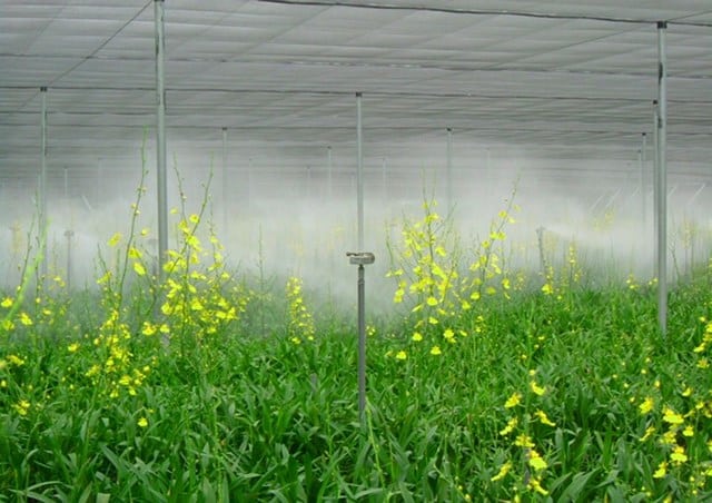 Ảnh 2: Dàn máy phun sương hiện đại giúp chủ nhà vườn tiết kiệm thời gian