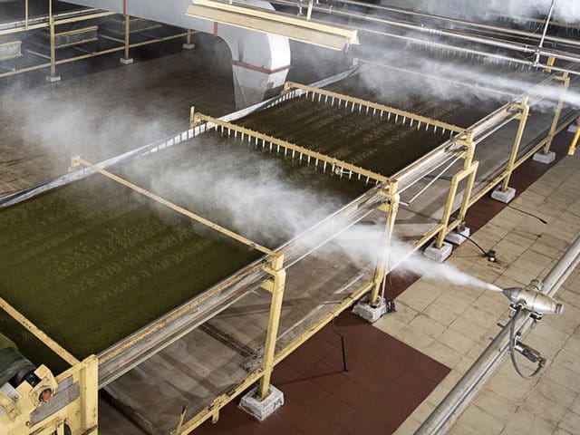 Ảnh 2: Ứng dụng máy phun sương tạo ẩm trong sản xuất trà/chè