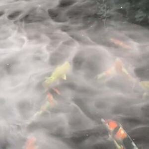 Combo tao khoi sieu am 2 vi 10 mat ho ca thac nuoc tieu canh F3 NS 10T02 07